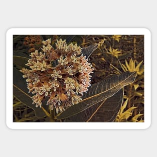 Milkweed Bloom No.1 Sticker